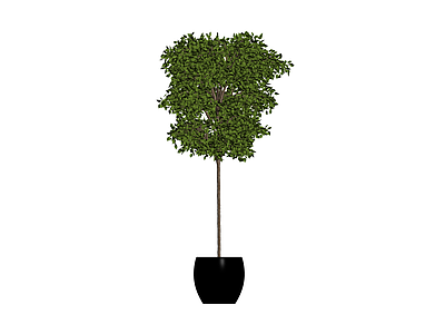 黑色花盆绿植盆栽