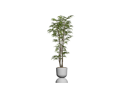 白盆绿植盆栽组合