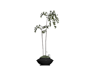 黑盆绿植盆栽模型