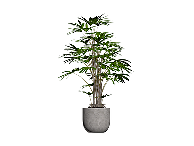 盆栽棕竹植物