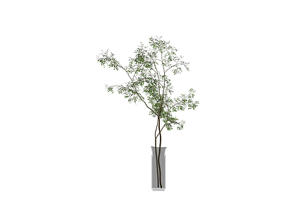 盆栽植物带花瓶