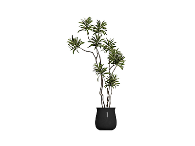 盆栽植物带黑色花盆