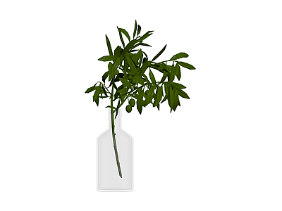 带瓶橄榄枝植物盆栽