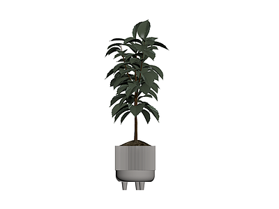 盆栽植物带纹理花盆