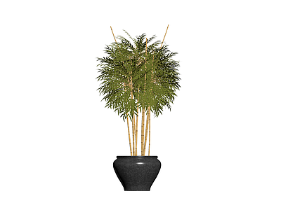 盆栽竹子