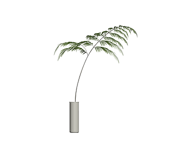 盆栽蕨类植物模型