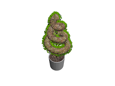 螺旋造型盆栽植物