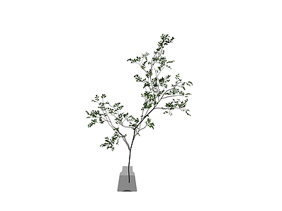 带瓶插枝植物盆栽