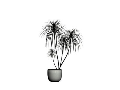 盆栽植物带盆