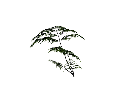 绿色蕨类植物模型