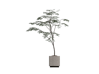 纹理盆栽绿植