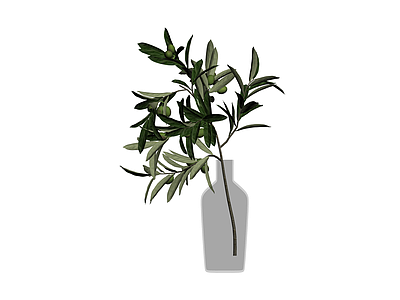 橄榄枝插瓶植物