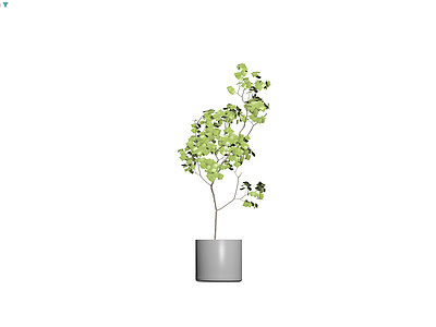 盆栽植物带盆