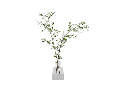 绿植枝条盆栽
