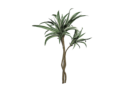 龙血树盆栽植物