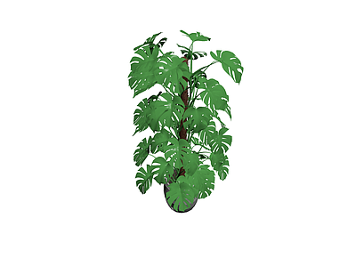 龟背竹盆栽模型
