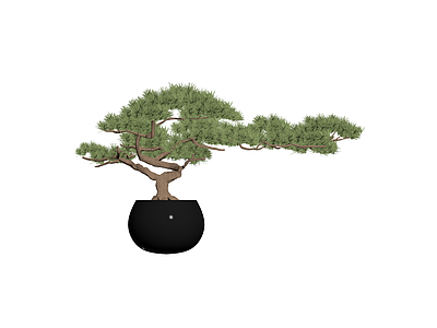 松树盆景盆栽模型