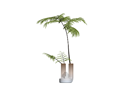 盆栽植物组合