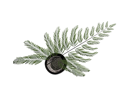 盆栽蕨类植物模型