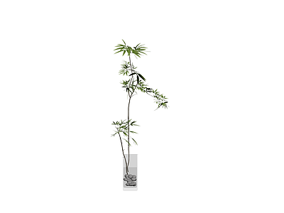 透明花瓶竹枝盆栽