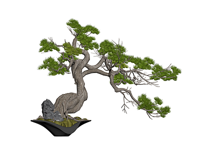 盆景松树带盆石