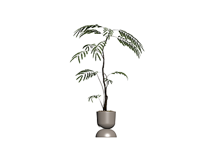 盆栽植物带盆