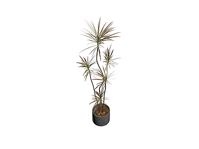 盆栽植物带盆
