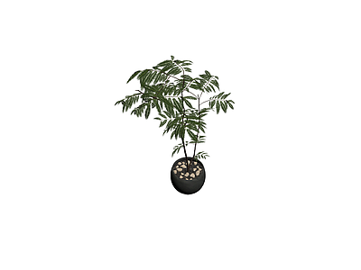 黑色花盆盆栽植物