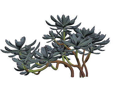 多肉植物盆栽组合