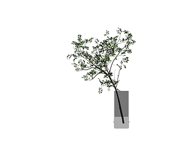 盆栽绿植带盆