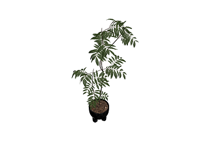 黑色花盆盆栽植物