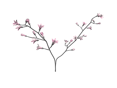 粉色花卉植物枝条