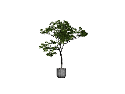 带盆景观树模型