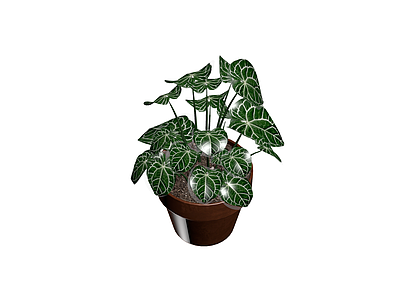 白脉花烛盆栽模型