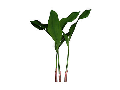 野生大蒜植物组合