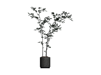 黑色花盆绿植盆栽