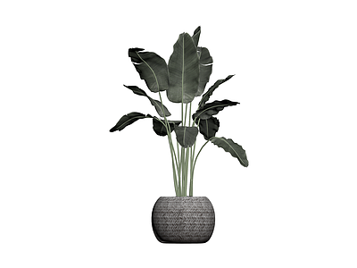 盆栽绿植（带编织花盆）
