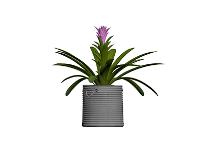 粉色花盆栽植物
