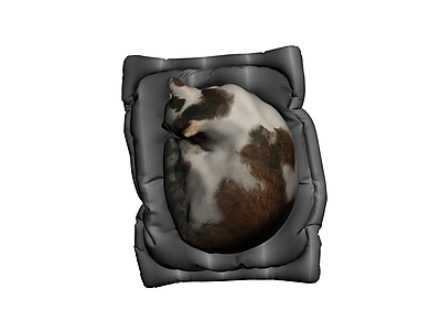 灰模猫咪与宠物窝