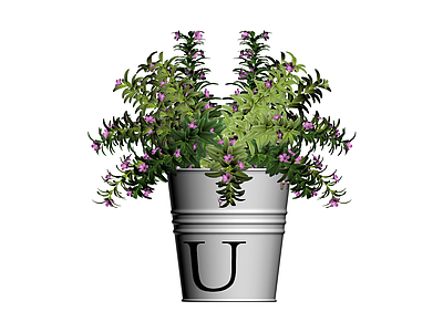 带盆紫色花卉盆栽