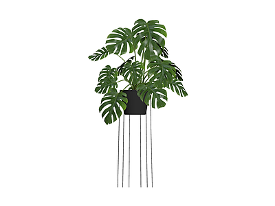 龟背竹盆栽植物