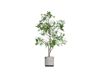 盆栽绿植模型