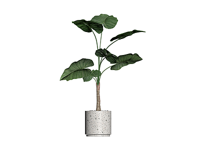 盆栽海芋植物