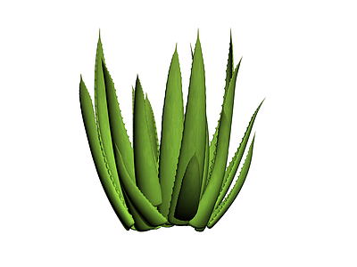 绿色多肉植物模型