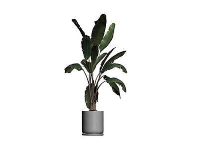 盆栽天堂鸟植物