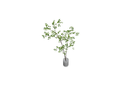 盆栽绿植带盆