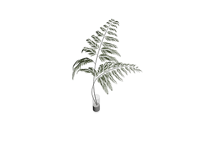 盆栽植物带盆