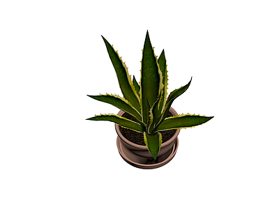 带盆龙舌兰盆栽模型