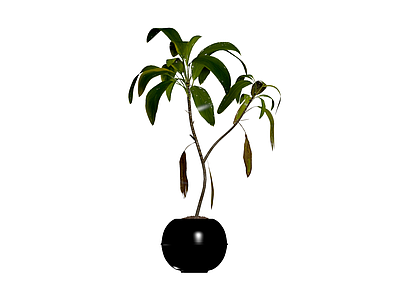 黑色圆盆绿植盆栽