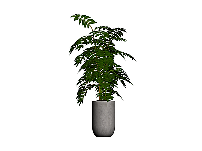 盆栽绿植带盆